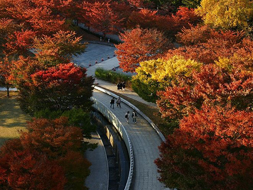 空中庭園の秋の紅葉の様子