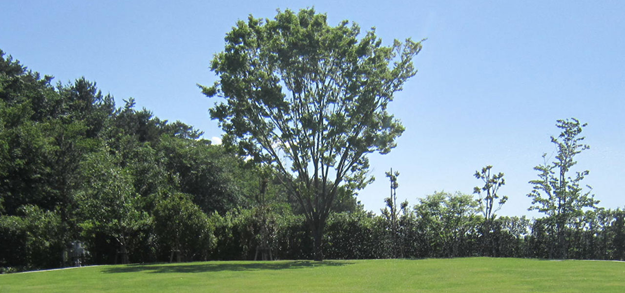 樹木葬シンボルツリーのケヤキ
